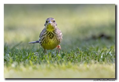 Geelgors - Yellowhammer