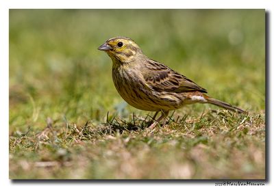 Geelgors - Yellowhammer