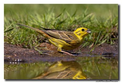 Geelgors - Yellowhammer