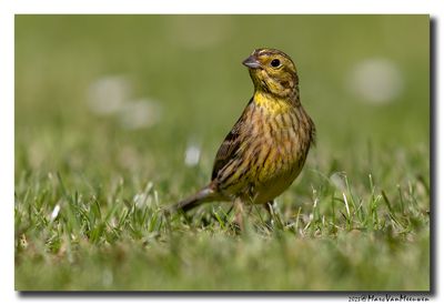 Geelgors - Yellowhammer