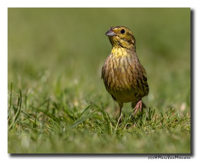 Geelgors - Yellowhammer
