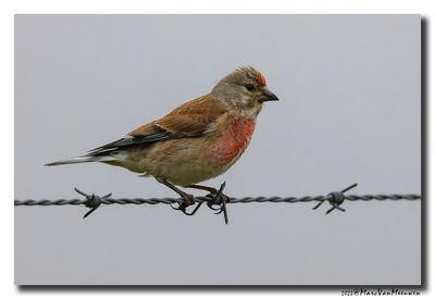 Kneu - Linnet