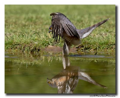 Sperwer - Sparrowhawk