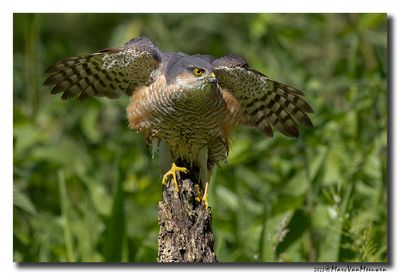 Sperwer - Sparrowhawk