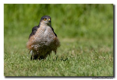 Sperwer - Sparrowhawk