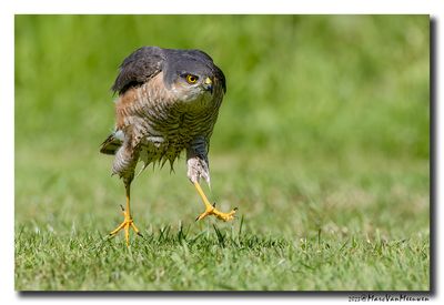 Sperwer - Sparrowhawk