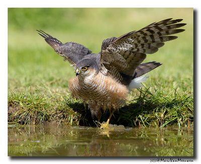 Sperwer - Sparrowhawk