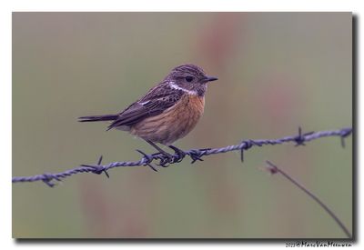 Roodborsttapuit - Stonechat