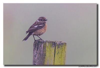 Roodborsttapuit - Stonechat