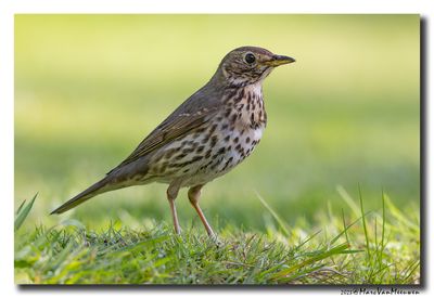 Zanglijster - Song Thrush