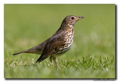 Zanglijster - Song Thrush