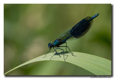 Weidebeekjuffer_20230604