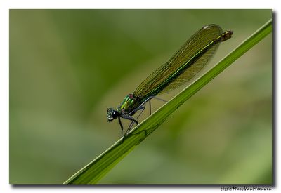 Weidebeekjuffer_20230604