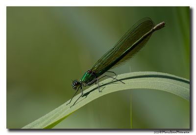 Weidebeekjuffer_20230604
