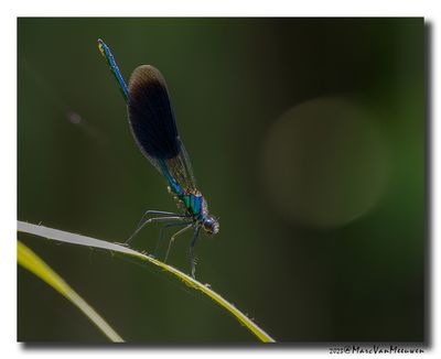 Weidebeekjuffer_20230604