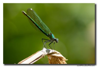 Weidebeekjuffer_20230604