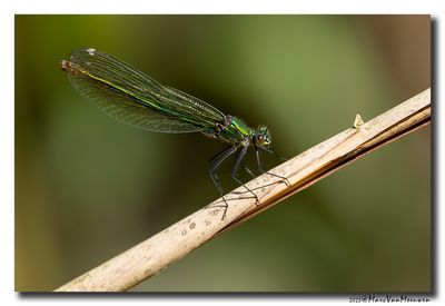 Weidebeekjuffer_20230604