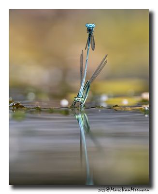 Azuurwaterjuffer_20230604