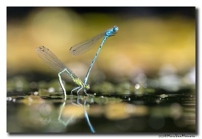 Azuurwaterjuffer_20230604