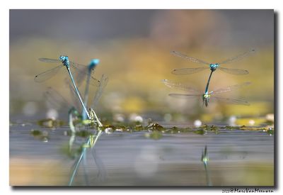 Azuurwaterjuffer_20230604