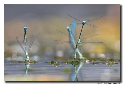 Azuurwaterjuffer_20230604