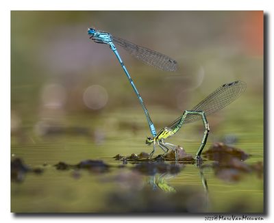 Azuurwaterjuffer_20230604