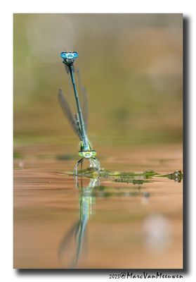 Azuurwaterjuffer_20230604