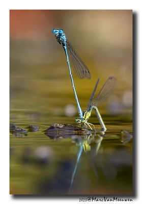 Azuurwaterjuffer_20230604