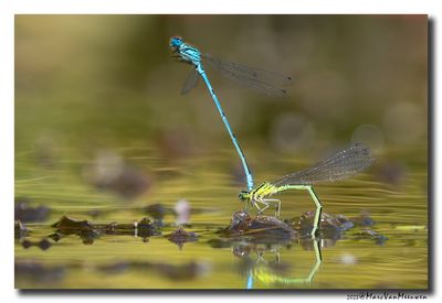 Azuurwaterjuffer_20230604