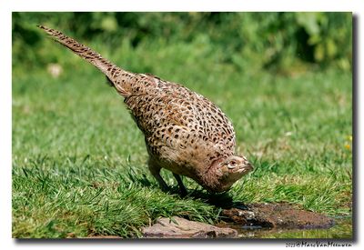 Fazant - Pheasant