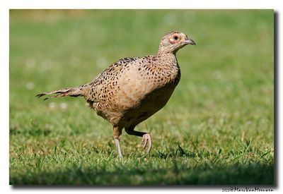 Fazant - Pheasant