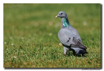 Holenduif - Stock Dove