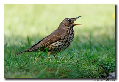 Zanglijster - Song Thrush