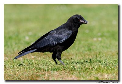 Zwarte Kraai - Carrion Crow