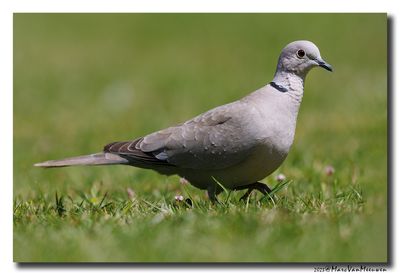 Turkse Tortel - Collared Dove