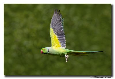Halsbandparkiet - Rose-ringed Parakeet 
