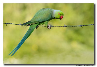 Halsbandparkiet - Rose-ringed Parakeet 