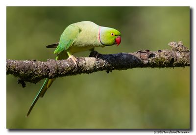 Halsbandparkiet - Rose-ringed Parakeet 