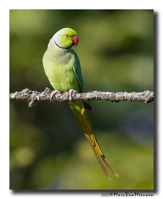 Halsbandparkiet - Rose-ringed Parakeet 
