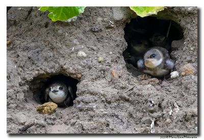 Oeverzwaluw - Sand Martin