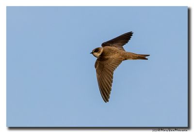 Oeverzwaluw - Sand Martin