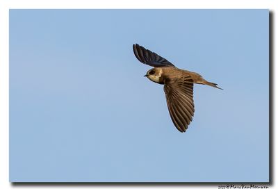 Oeverzwaluw - Sand Martin