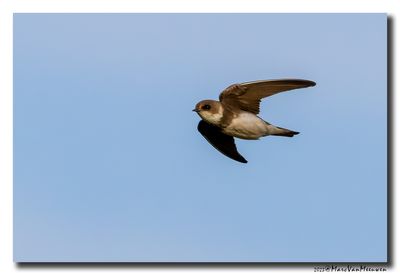 Oeverzwaluw - Sand Martin
