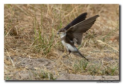 Oeverzwaluw - Sand Martin