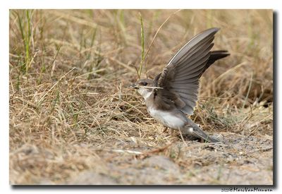 Oeverzwaluw - Sand Martin