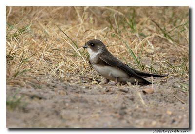 Oeverzwaluw - Sand Martin