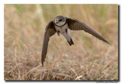 Oeverzwaluw - Sand Martin