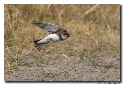 Oeverzwaluw - Sand Martin