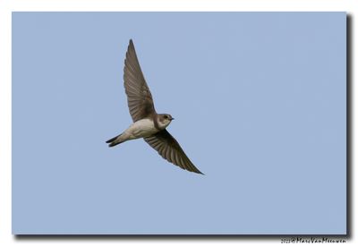 Oeverzwaluw - Sand Martin