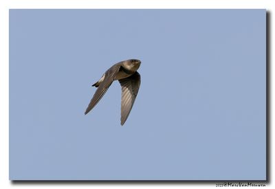 Oeverzwaluw - Sand Martin